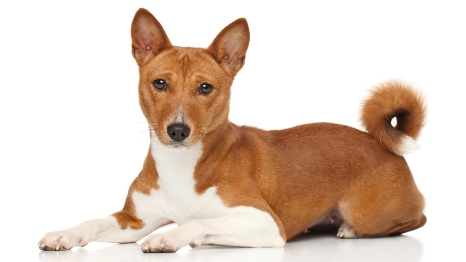 Male Basenji Dogs